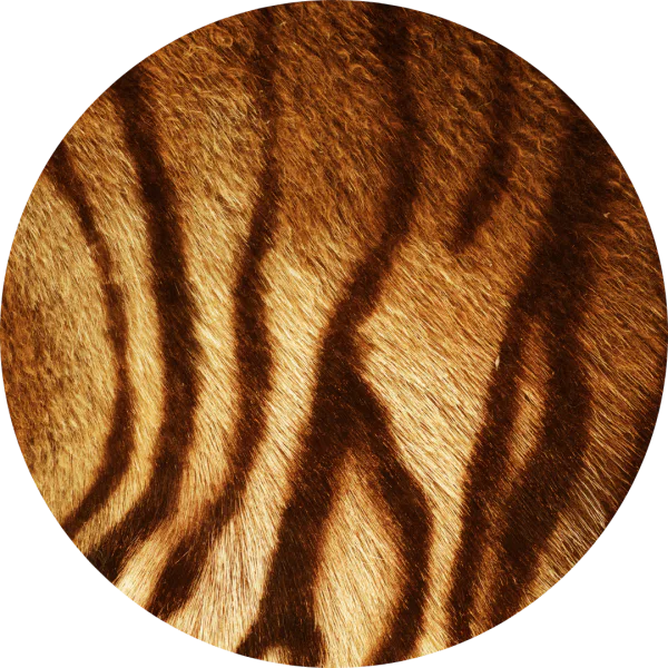 Wild Cat Ears 5